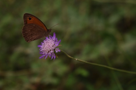 Meadow Brown butterfly